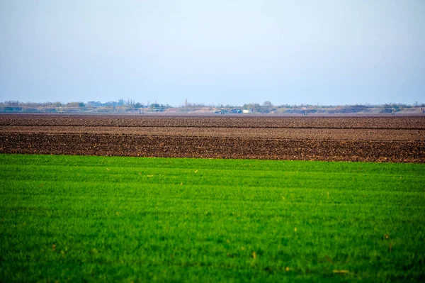 緑の野に小麦がたくさんあり — ストック写真