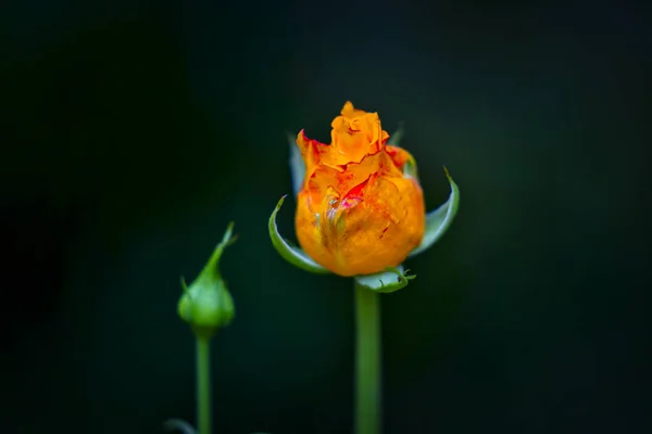 Hermosa Flor Rosa Amarilla Jardín — Foto de Stock