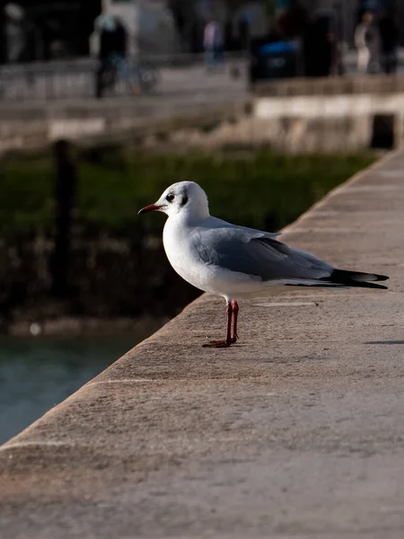Seagull Pier — Stock Photo, Image