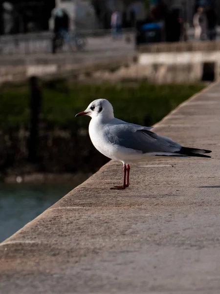 Mouette Sur Jetée — Photo