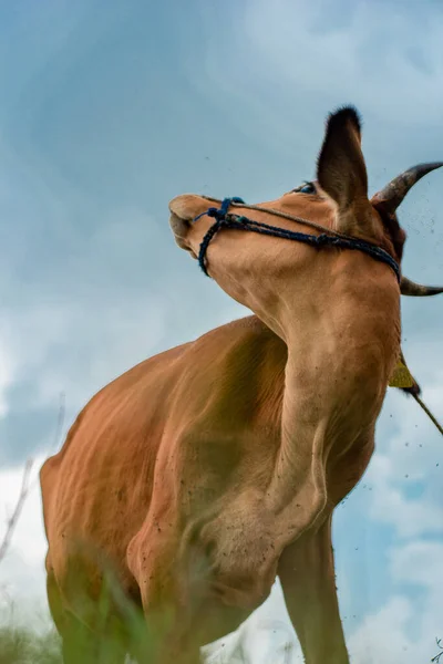 Caballo Campo —  Fotos de Stock