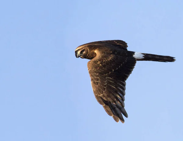 Bald Eagle Flying Sky — Stock Photo, Image