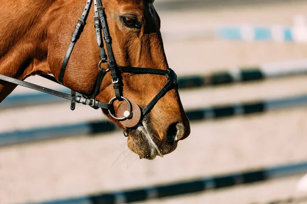 Zblízka Pohled Hnědého Koně — Stock fotografie