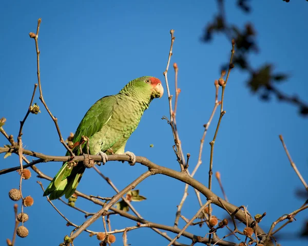 Pássaro Está Sentado Galho Uma Árvore Céu Azul — Fotografia de Stock