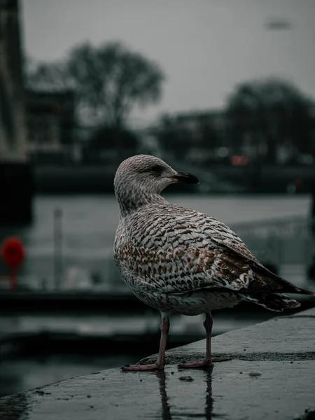 Möwe Auf Dem See — Stockfoto