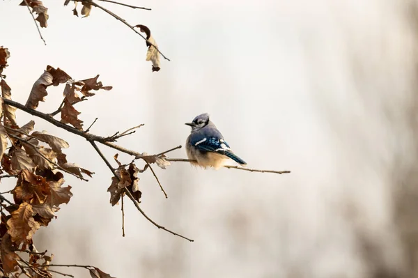 Mooie Opname Van Vogel Natuurlijke Habitat — Stockfoto