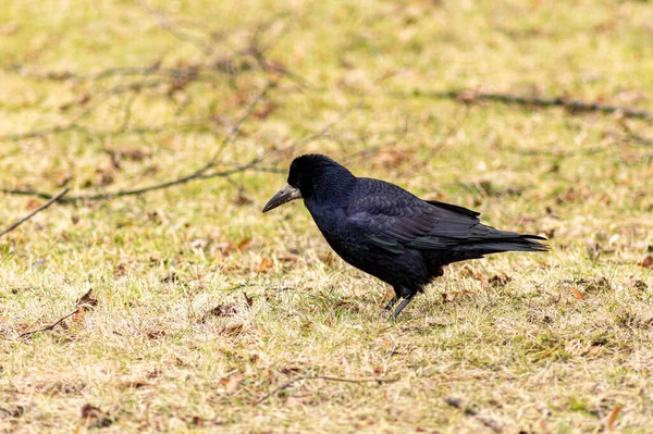 Svart Kråka Gräset — Stockfoto