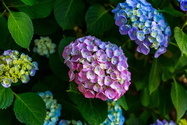 Hermosas Flores Hortensias Jardín —  Fotos de Stock