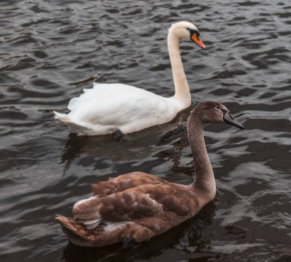 Cisne Lago — Foto de Stock