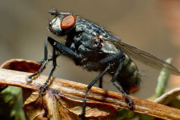 Nahaufnahme Von Insekten Selektiver Fokus — Stockfoto