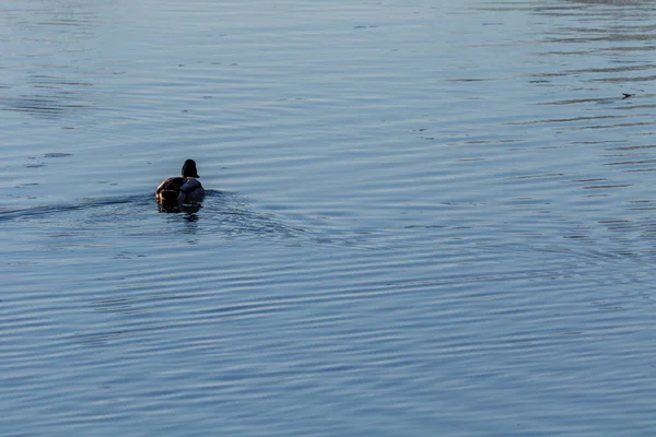 Une Belle Vue Sur Canard Dans Lac — Photo