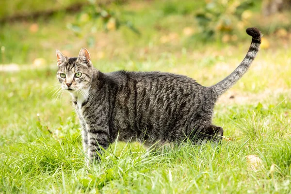 Vacker Svart Katt Med Gröna Ögon — Stockfoto