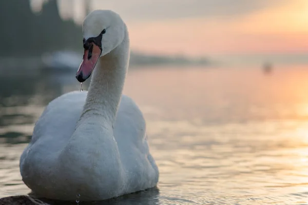 Hermoso Cisne Lago —  Fotos de Stock