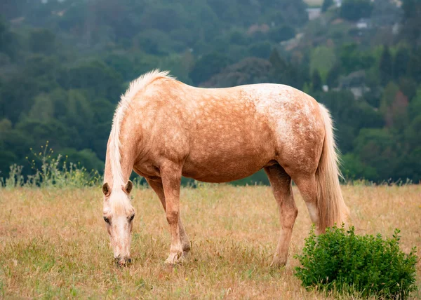 Häst Betesmarken — Stockfoto