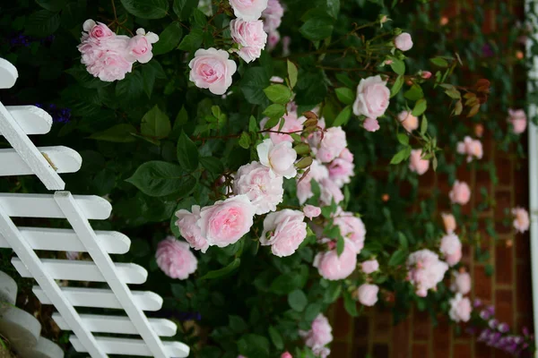 Belles Fleurs Dans Jardin — Photo