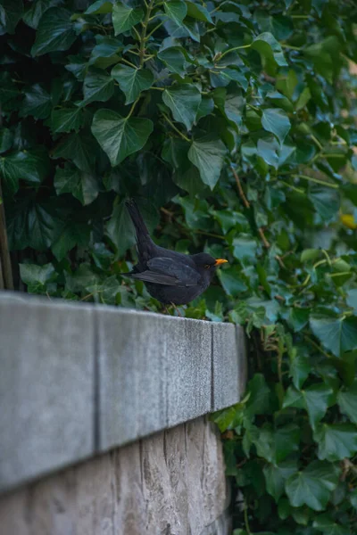 一只鸟坐在公园的栅栏上 — 图库照片