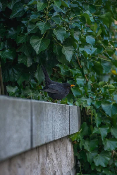 Fågel Sitter Ett Staket Parken — Stockfoto