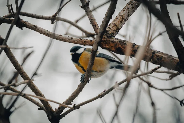 Mooie Opname Van Vogel Natuurlijke Habitat — Stockfoto