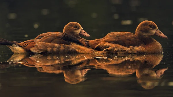 Zwei Enten Wasser — Stockfoto