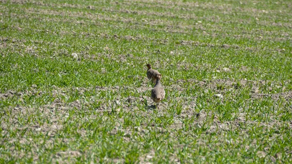 Piccolo Coniglio Nel Prato — Foto Stock