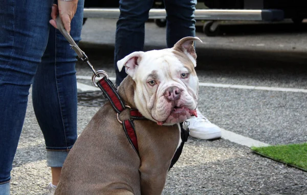 Hund Parken — Stockfoto