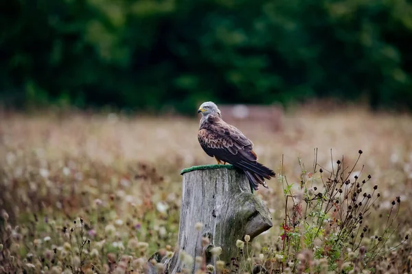 Pájaro Está Sentado Una Rama Árbol — Foto de Stock