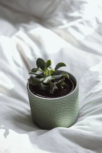 Groene Plant Een Pot Een Witte Achtergrond — Stockfoto