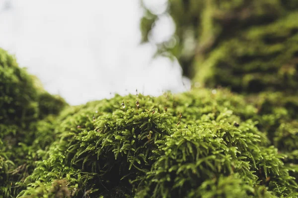 Musgo Verde Bosque —  Fotos de Stock
