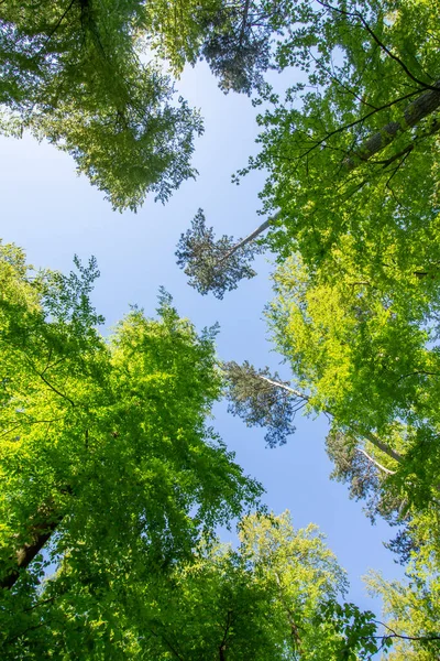 Zelené Listy Pozadí Lesa — Stock fotografie