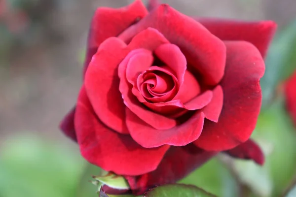 Hermosas Rosas Jardín —  Fotos de Stock