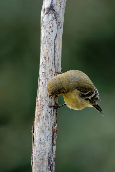 Bel Colpo Uccello Habitat Naturale — Foto Stock