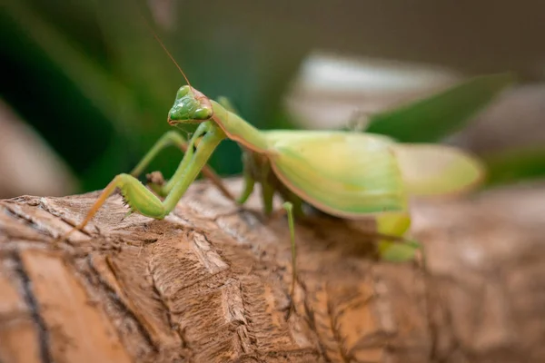 Mantis Religiosa Πράσινη Ακρίδα Έντομο Χλωρίδα Και Πανίδα — Φωτογραφία Αρχείου