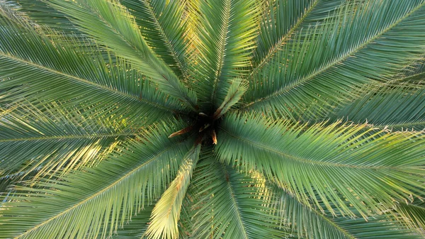 Groene Palmbladeren Een Achtergrond Van Blauwe Lucht — Stockfoto