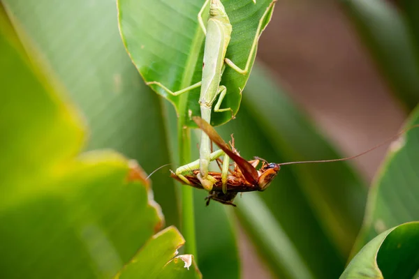 Closeup Shot Grasshopper Green Leaf — Stock Photo, Image