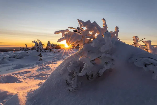 雪に覆われた木々の冬の風景 — ストック写真