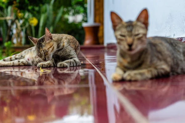 Коти Сидять Вулиці — стокове фото