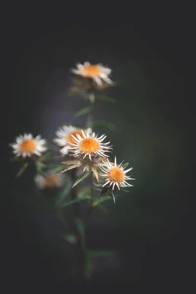 Bellissimi Fiori Che Crescono Giardino — Foto Stock