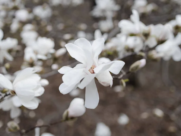 White Flowers Garden — Stock Photo, Image