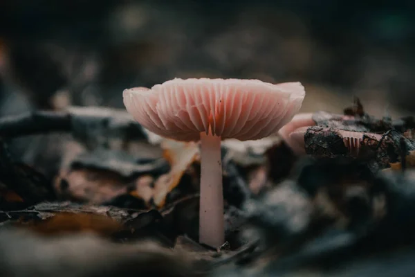 Close Mushroom Growing Forest — Stock Photo, Image