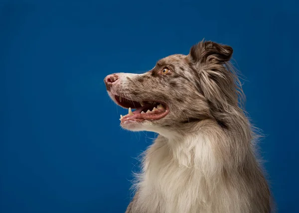 Retrato Hermoso Perro Sobre Fondo Azul — Foto de Stock