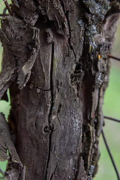 Textura Kůry Stromu Pozadí — Stock fotografie