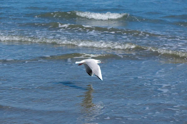 Seagull Sea Coast — Stock Photo, Image