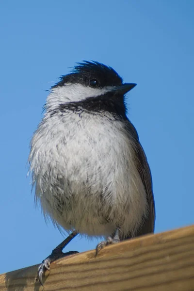 Beautiful Shot Bird Natural Habitat — Stock Photo, Image