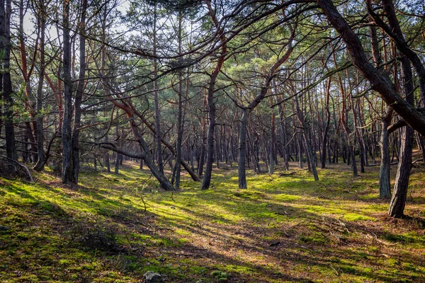 Ağaçları Yeşil Otları Olan Güzel Bir Manzara — Stok fotoğraf