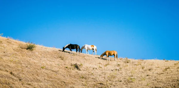 山の中の馬 — ストック写真