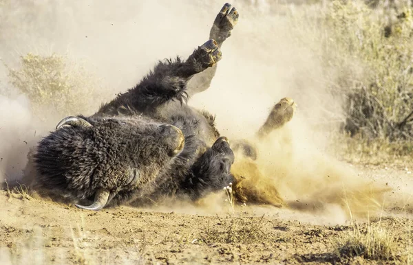 Group Wild Animals Desert — Stock Photo, Image