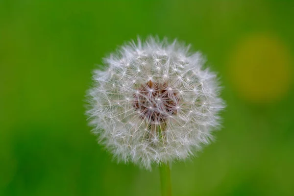 Kwiat Mniszka Lekarskiego Zielonym Tle — Zdjęcie stockowe