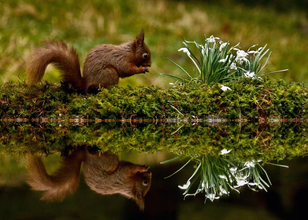 Ett Närbild Ekorren Skogen — Stockfoto