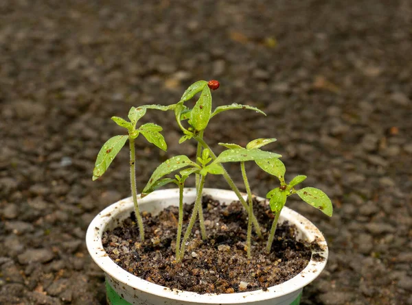 Groene Zaailing Pot — Stockfoto