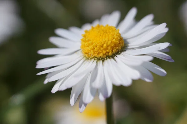 Krásná Bílá Sedmikráska Květina Zahradě — Stock fotografie